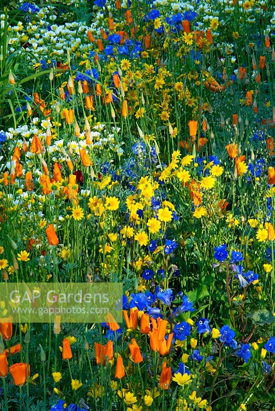 Wildflower cornfield annuals including Phacelia campanularia, Eschscholzia californica, Lasthenia glabrata and Limnanthes douglasii growing amongst grape vines. The Fetzer Sustainable Winery Garden, Chelsea 2007. Winner of Gold Medal.