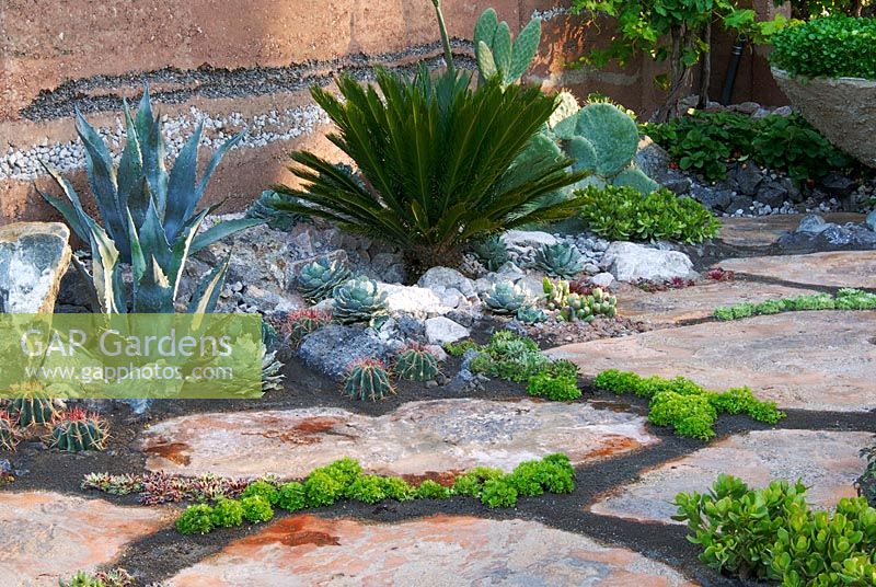 Succulents for dry garden in the '600 Days with Bradstone' Garden, Chelsea 2007. Winner of Gold Medal and Best in Show. 