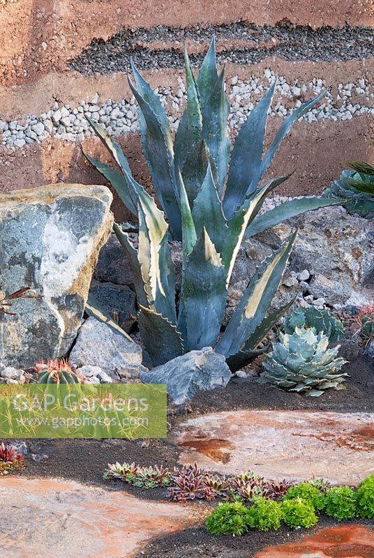 Succulents in a Terrestrial Life on Mars Garden - '600 Days with Bradstone' Garden, Chelsea 2007. Winner of Gold Medal and Best in Show. 