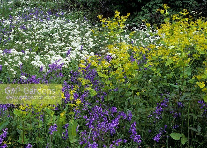 Infomal late Spring border with Bluebells, Smyrnium perfoliatum and wild garlic in woodland garden