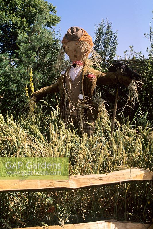 Scarecrow in veg garden