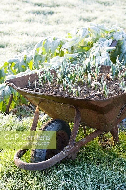 Wheelbarrow filled with spring bulbs - Frosty morning at the Ashton Vale Allotments, Bristol 