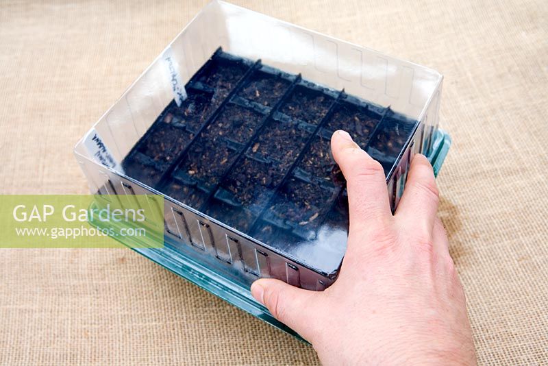 Planting up 'Rootrainer' with seeds - Step 7