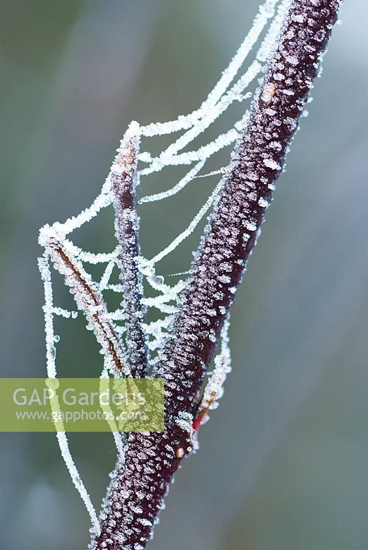Frosted cobweb on Cornus alba Kesselringii stem - Red Barked Dogwood. 