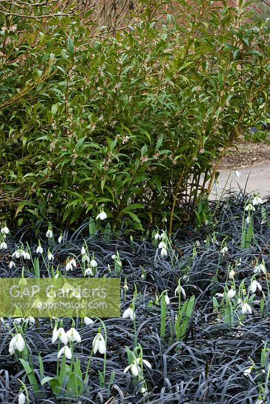Winter border with Galanthus nivalis - Snowdrops, Ophiopogon planiscapus 'Nigrescens' and Sarcococca hookeriana var Digyna - Sweet Box in February