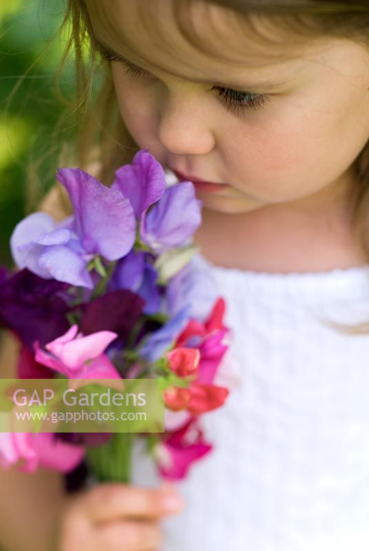 Young girl holding and smelling a posy of fragrant sweet peas - Lathyrus odoratus in June