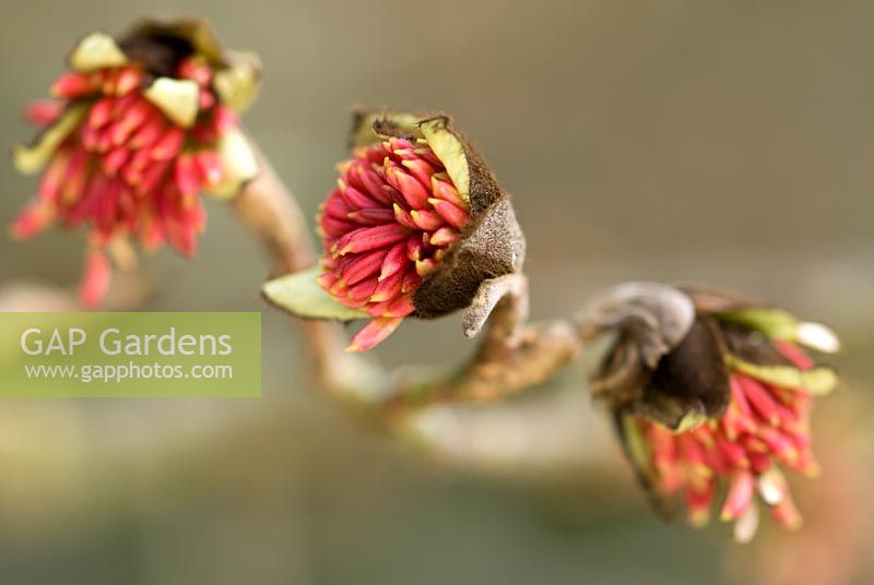 Parrotia persica - Ironweed