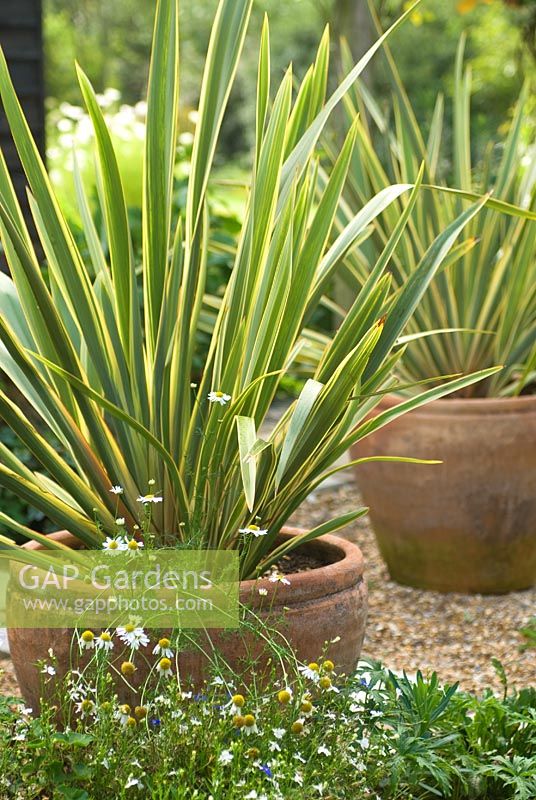 Terracotta pot with Phormium tenax Variegatum - Flax Lily