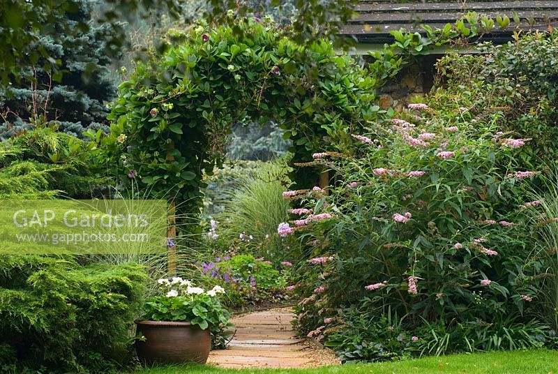 View along path Wooden arch covered with Cobaea scandens 