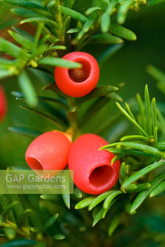 Taxus baccata berries - Common Yew