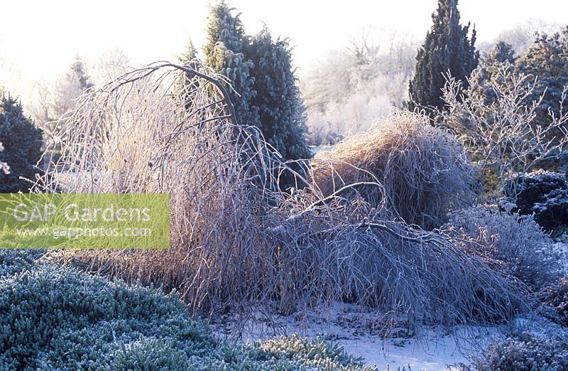 Betula pendula 'Youngii' - Common Silver Birch in Winter with frost  