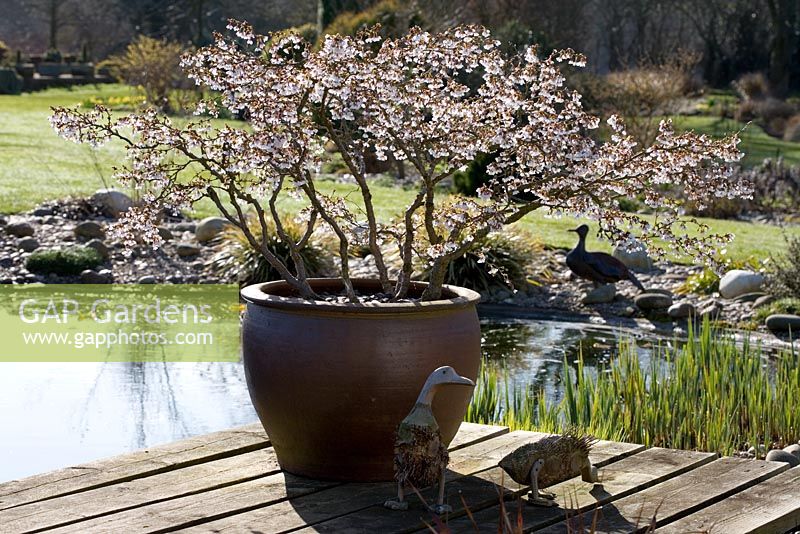 Prunus incisa 'Kojo-no-mai' - Fuji Cherry flowering in a large pot by the pond at Ashwood Nurseries with decorative duck ornaments