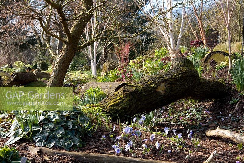 The dell bed in John Massey's garden in spring. Hepatica x media 'Harvington Beauty' in the foreground, Helleborus and silver birch beyond. Betula utilis var jacquemontii 