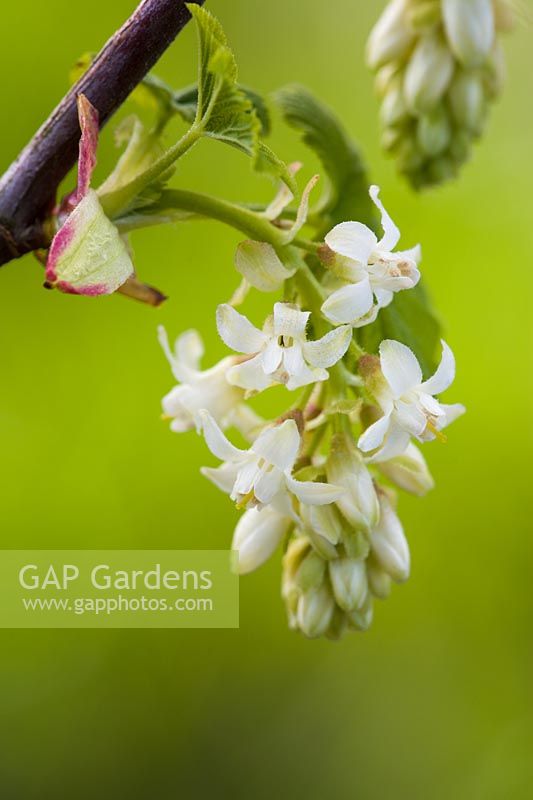 Ribes sanguineum 'White Icicle' AGM syn 'Ubric' - Flowering currant