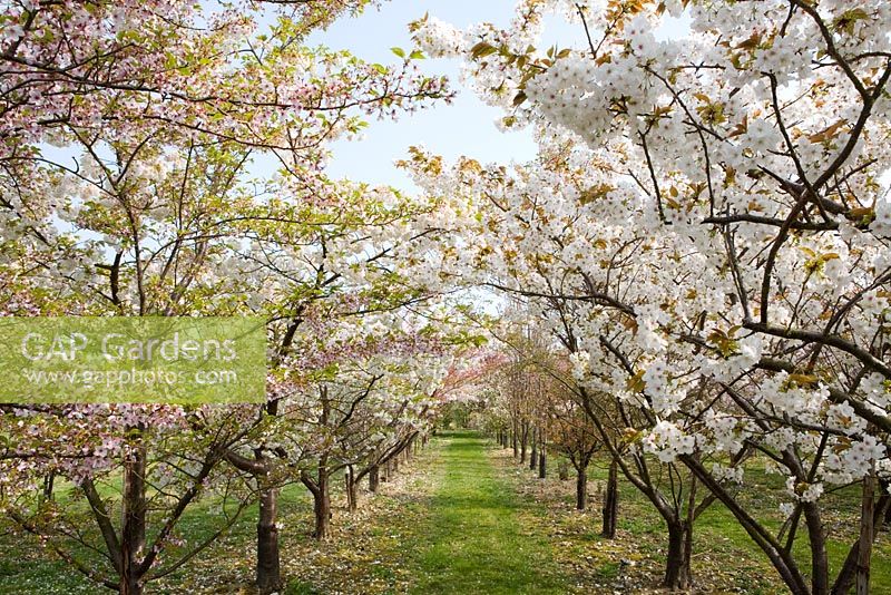 Avenue of ornamental cherries at Brogdale National Fruit Collection. Prunus 'Taihaku' and Prunus x yedoensis - Yoshino cherry 
