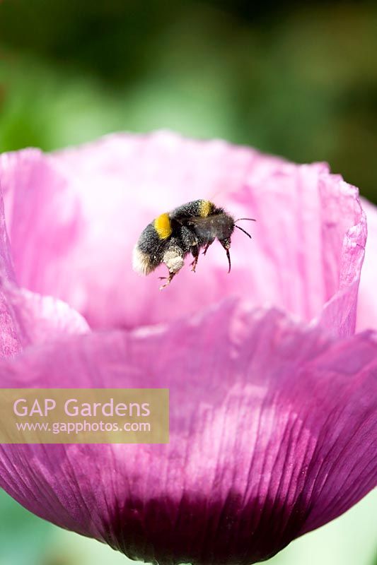 Bumble bee hovering over a Papaver somniferum covered in pollen