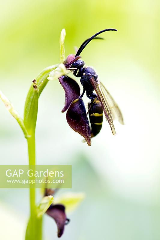 The fly orchids flower mimics the digger wasp which lands on it and tries to mate. Meanwhile, pollen is deposited on the wasps head so it pollinates the next flower it visits
