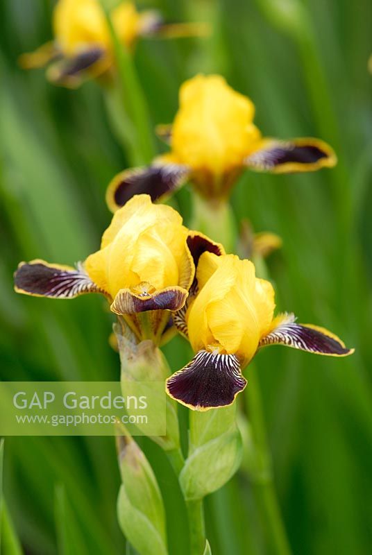 Iris 'Bumblebee Deelite'