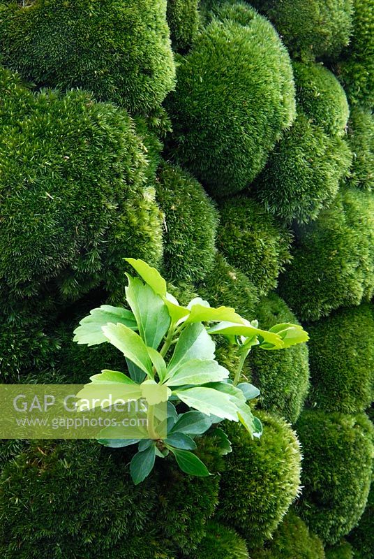 Detail of the wall of moss and Pachysandra terminalis in The Un-tei Garden of Clouds, Chelsea 2007
