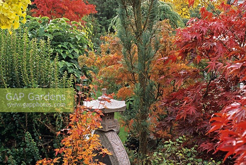 Acer palmatum 'Nicholsonii' in front right with oriental ornament 