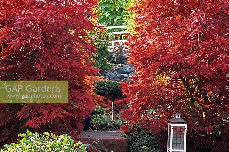 Acer palmatum 'Nicholsonii' in Japanese garden