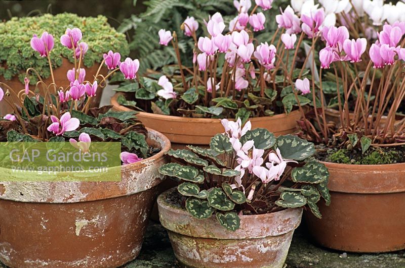 Cyclamen hederifolium, syn Cyclamen neapolitanum in containers