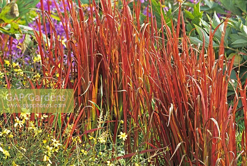 Imperata cylindrica 'Red Baron' - Blood Grass in Autumn