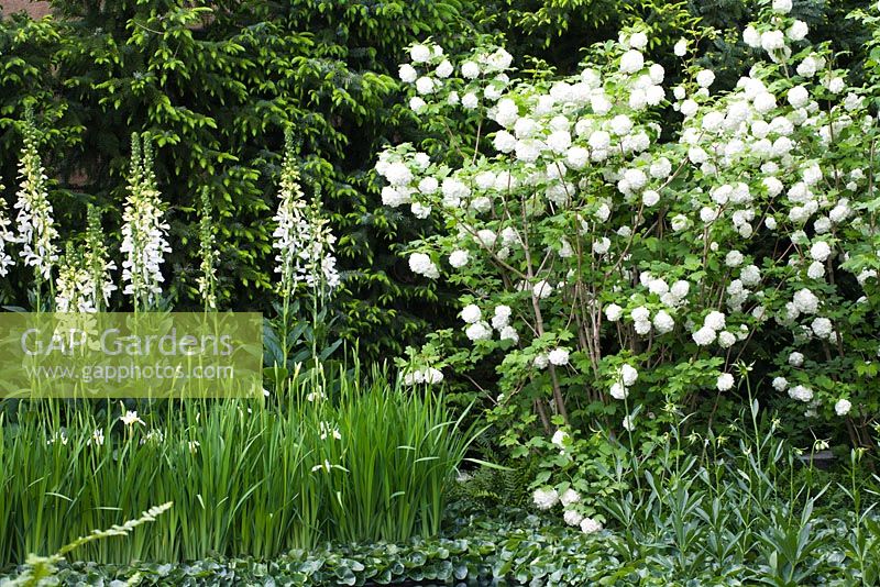 Viburnum opulus 'Roseum' and Digitalis 'Saltwood Summer' - 'A Tribute To Linnaeus' garden, Chelsea 2007 