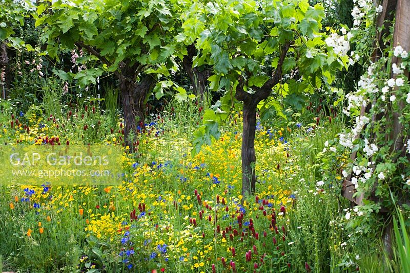 Wildflowers beneath vines - 'Fetzer Sustainable Winery garden', Chelsea 2007  