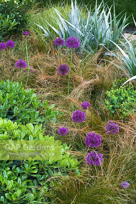 Carex testacea and Allium 'Purple Sensation' in drift planting - 'The Westland Garden', Chelsea 2007 