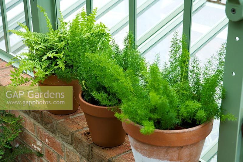 Ferns in pots on windowsill in greenhouse -Chelsea 2007 