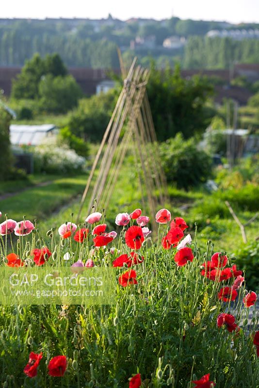 Papaver - Annual Poppies on allotment