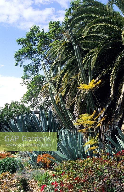 Mexican Agave Palm. Cereus peruviana and Bouganvillea in California desert garden - 
Mount Calvary, Santa Barbara