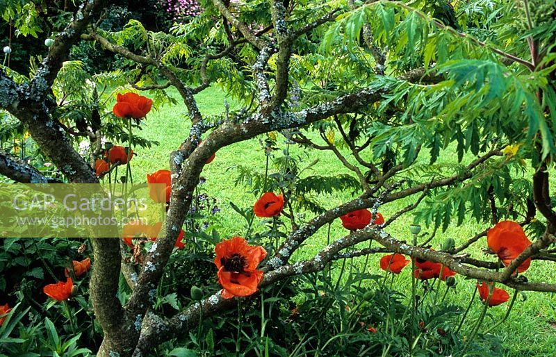 Papaver orientale 'Allegro' - oriental poppy growing under Rhus typhina - lifted Sumac with lichen on branches