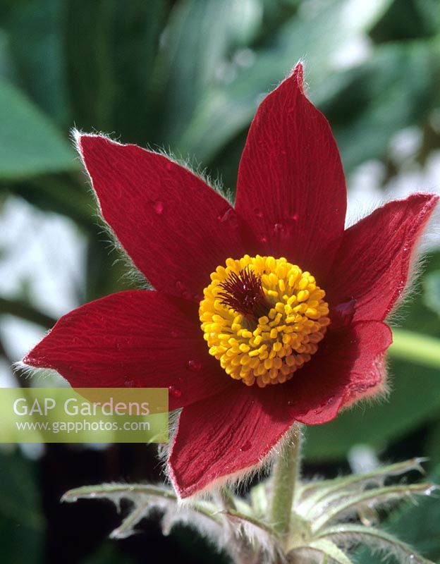 Pulsatilla vulgaris 'Rode Klokke' - Pasque flower 
