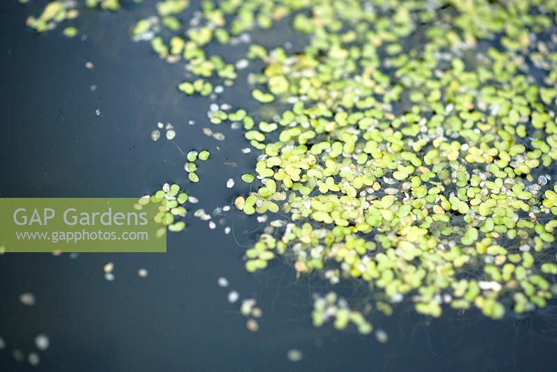 Lemna minor - Duckweed growing on a small garden pond