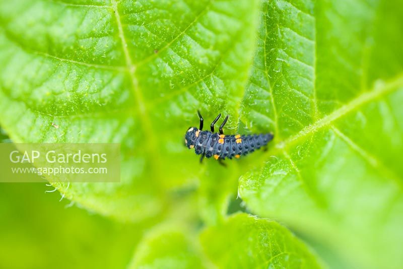 Larva of Ladybird
