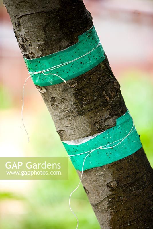 Gummed tape to protect an apple tree from pests