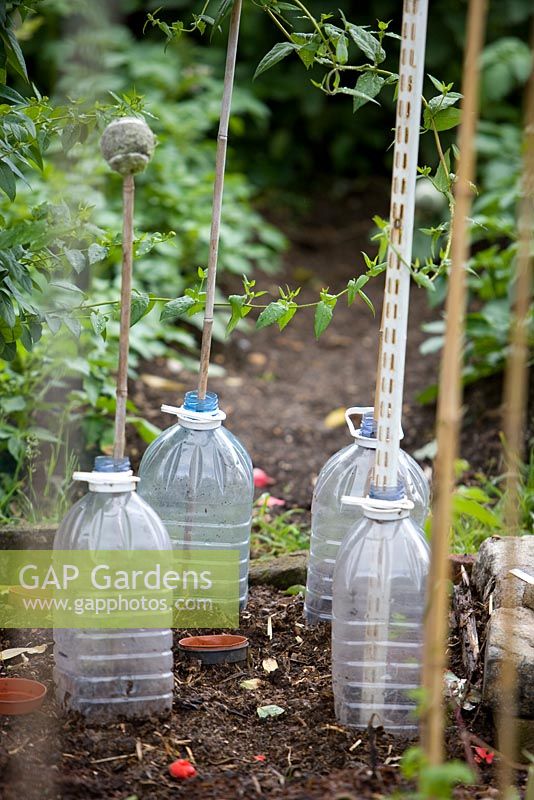 Plastic bottles used as cloches