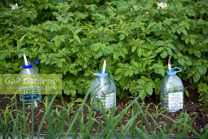 plastic bottles used as cloches