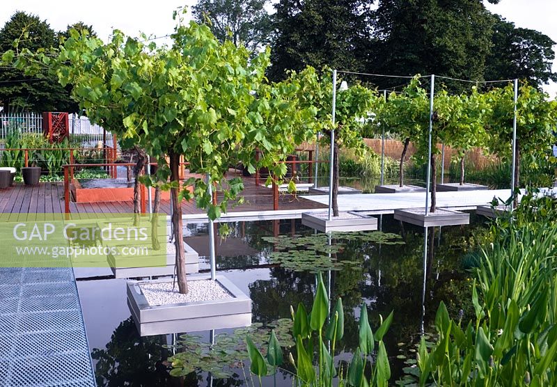 Vitis vinifera in floating steel containers in water garden - Hampton Court 2007