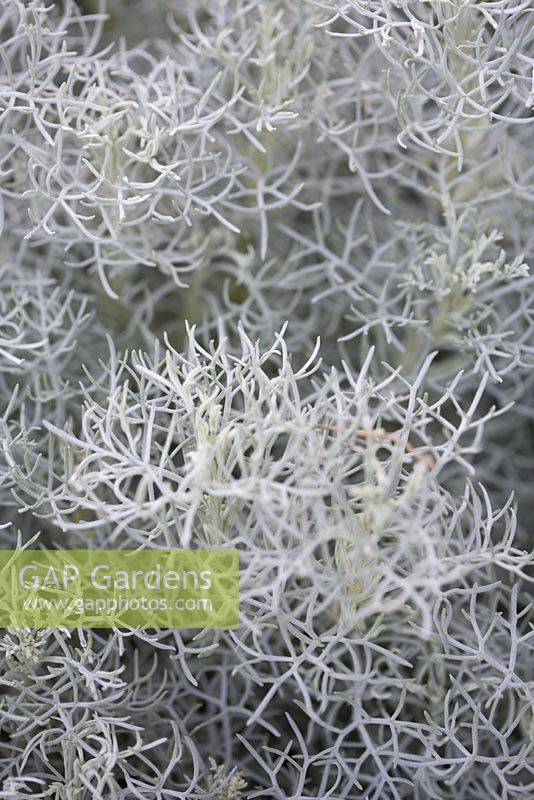 Artemisia 'Canescens'