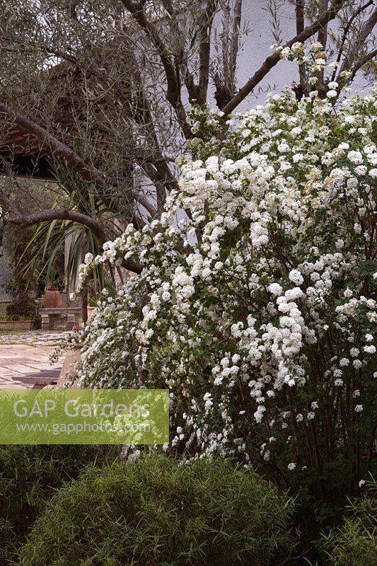 Spiraea nipponica 'Snowmound' in mediterranean garden setting against Olea europaea - olive tree background