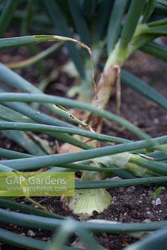 Alliums cepa 'Sturon' - Row of onions showing signs of readiness for lifting 
