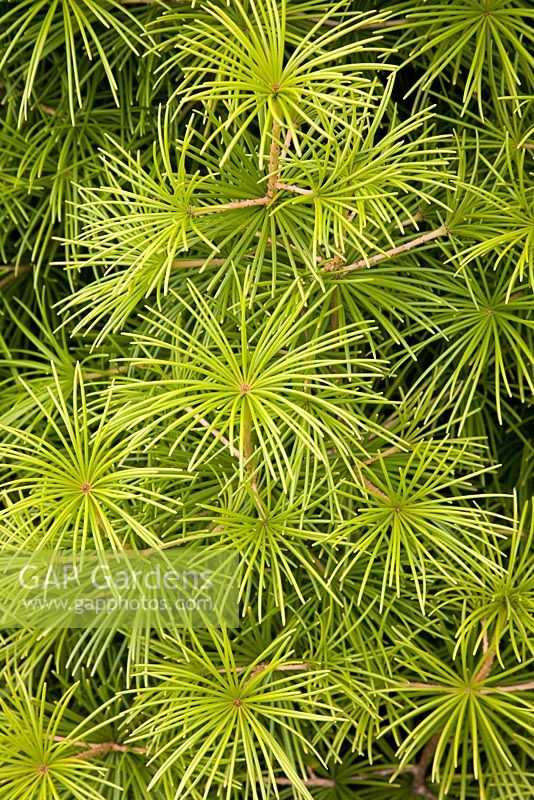 Sciadopitys verticillata - Umbrella Pine