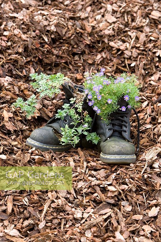 Flowers growing in an old pair of gardening boots on a pile of tree bark