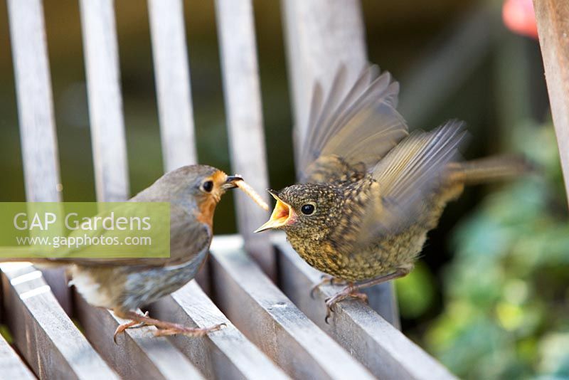 European adult robin feeding young on a garden seat