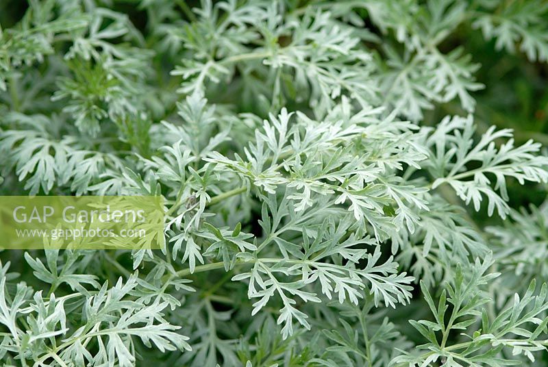 Artemisia absinthium 'Lambrook Silver' AGM