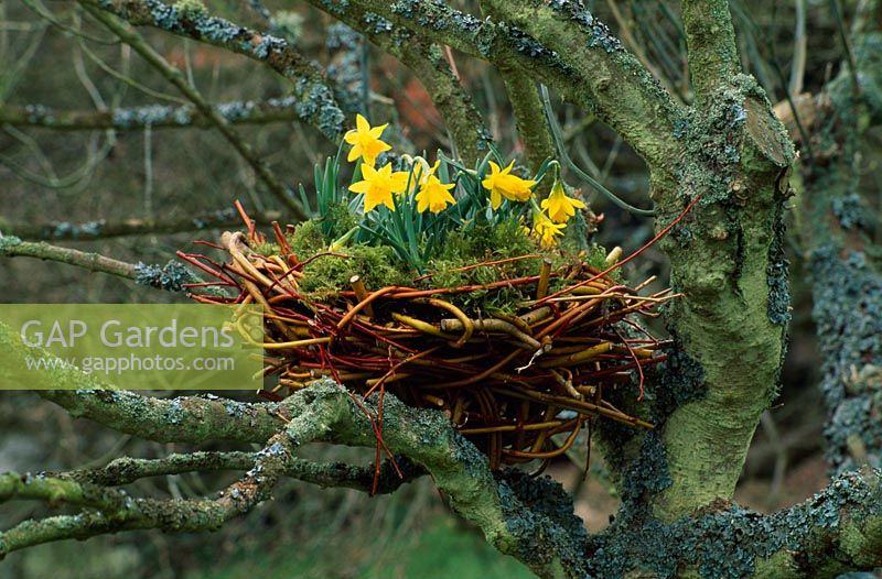 Man made birds nest lined with moss and planted with Narcissus 'Midget'. 