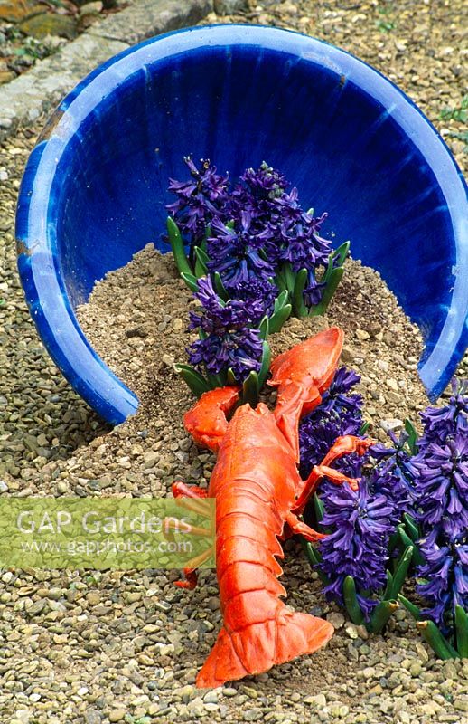 Blue container on sand with lobster and Hyacinth 'Delft Blue' 